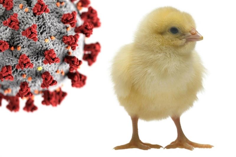 Protecting poultry against infectious bronchitis