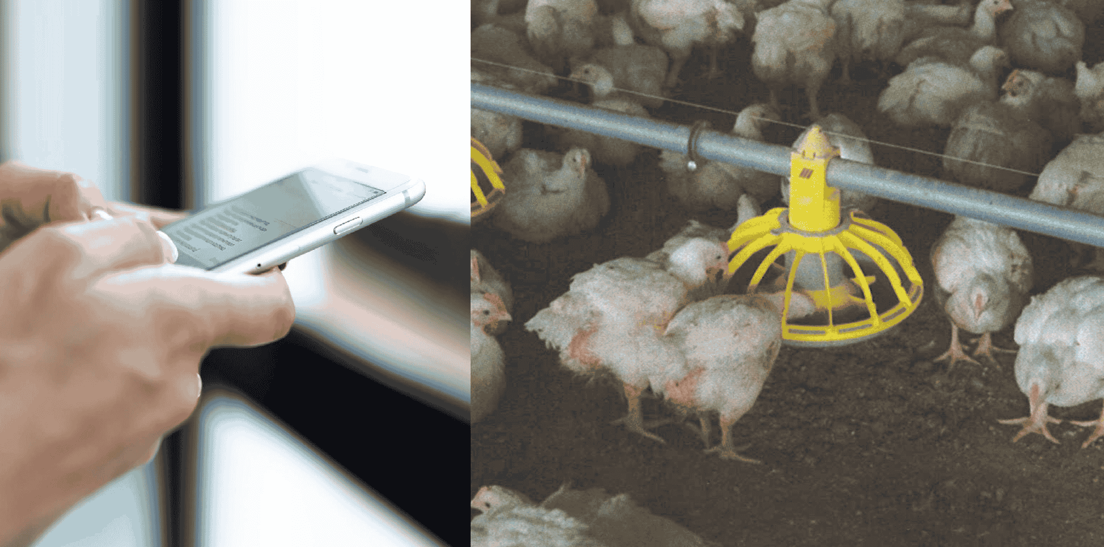 Exploring the role of AI in poultry