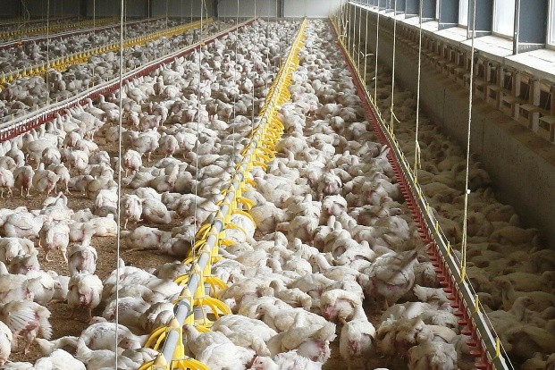 UK Poultry Report