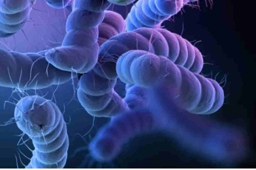 Campylobacter research