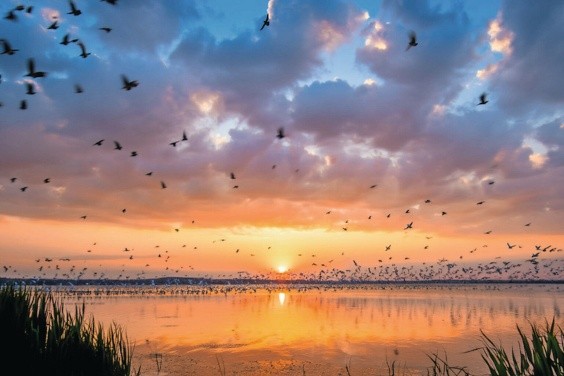 Avian Influenza Europe
