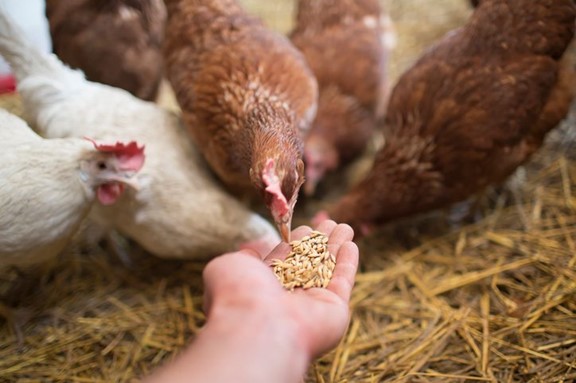 Animal feed import policy concerns