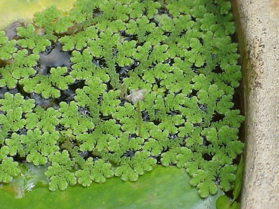 Azolla Feeding
